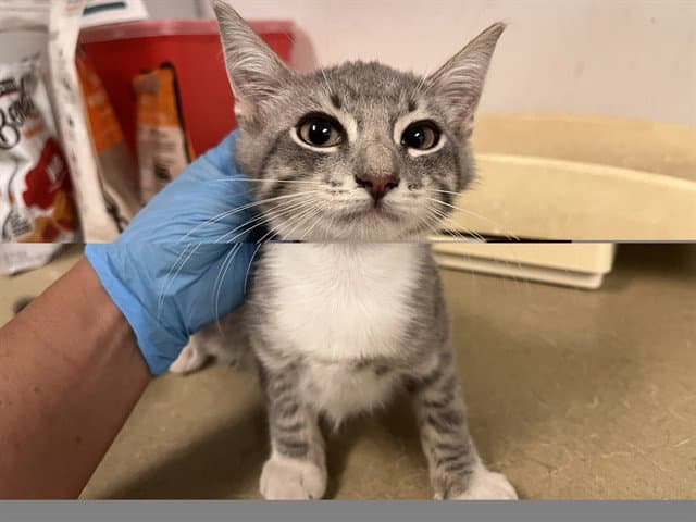 Unknown - Domestic Short Hair