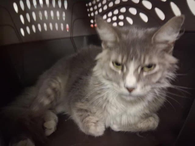 Unknown - Domestic Medium Hair