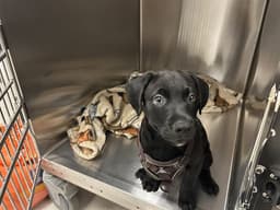 Puppy image 1