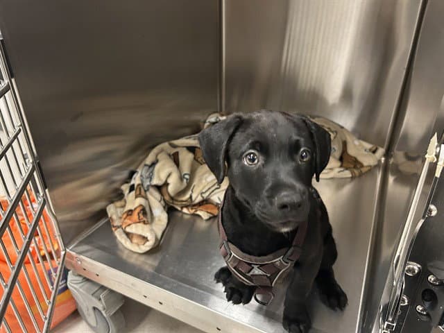 Puppy - Labrador Retriever