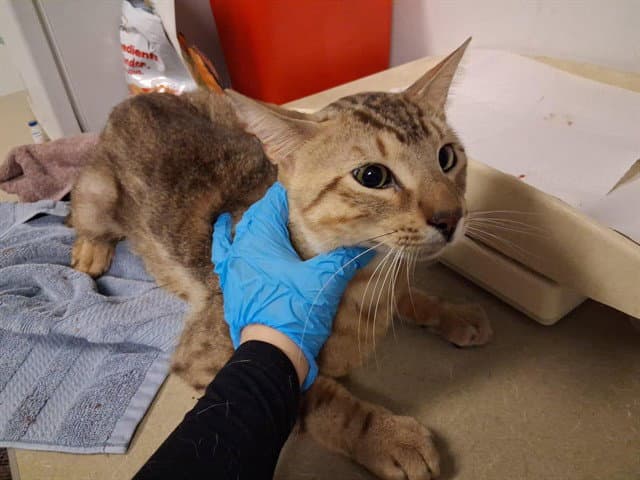 Unknown - Bengal