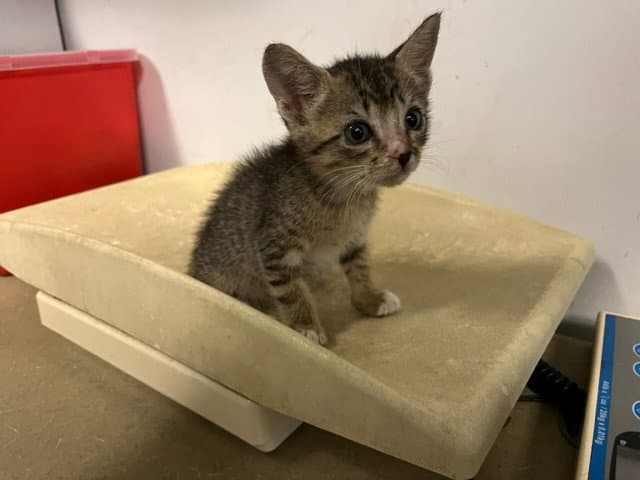 Unknown - Domestic Short Hair
