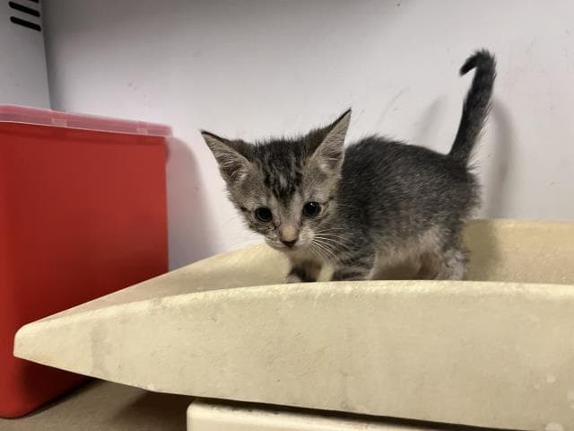 Unknown - Domestic Short Hair