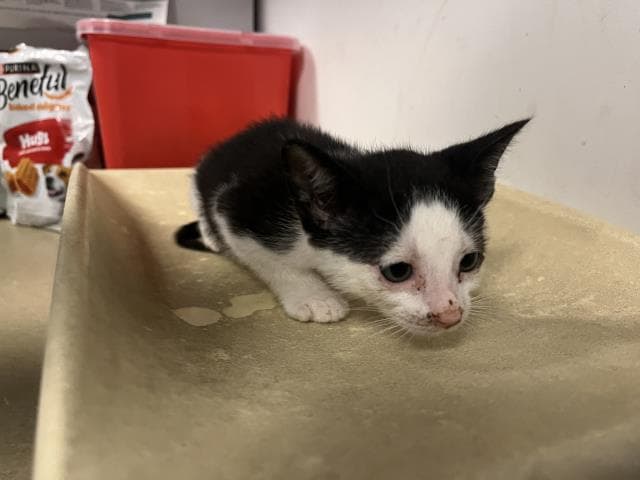 Unknown - Domestic Short Hair