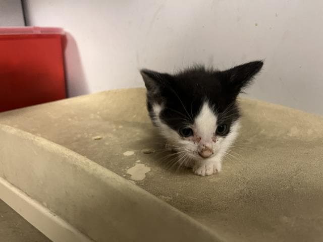 Unknown - Domestic Short Hair
