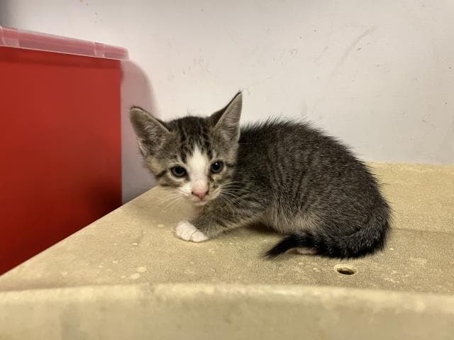 Unknown - Domestic Short Hair