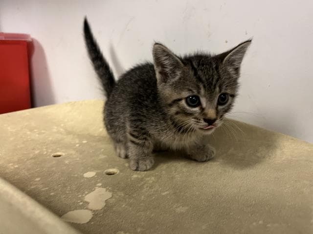 Unknown - Domestic Short Hair