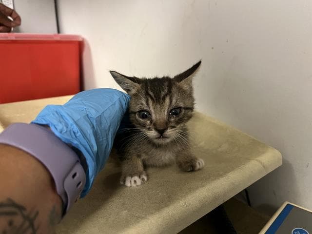 Unknown - Domestic Short Hair