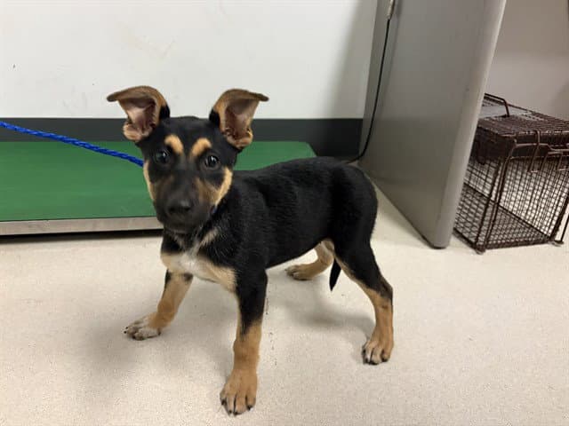 Unknown - German Shepherd Dog