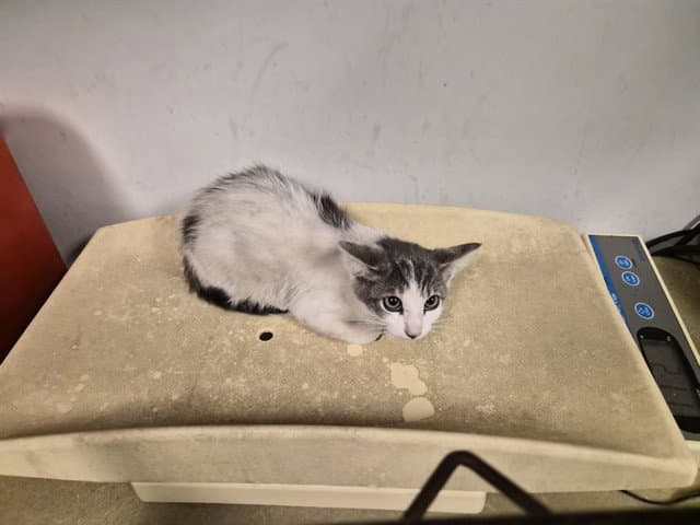Unknown - Domestic Short Hair