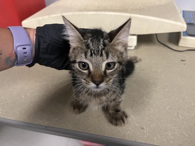 Unknown - Domestic Short Hair
