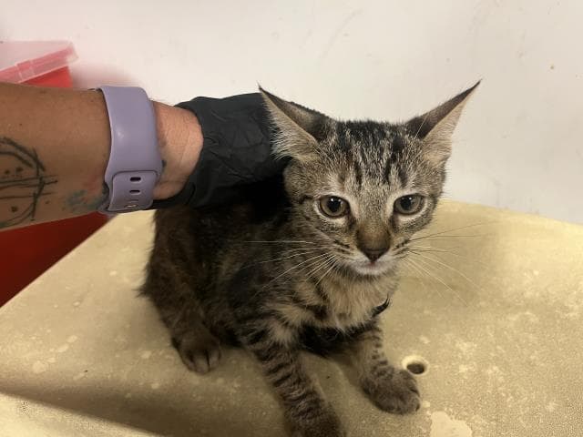 Unknown - Domestic Short Hair