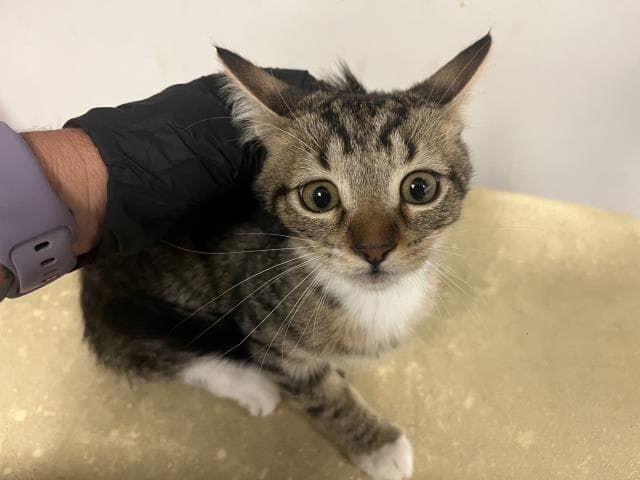 Unknown - Domestic Short Hair