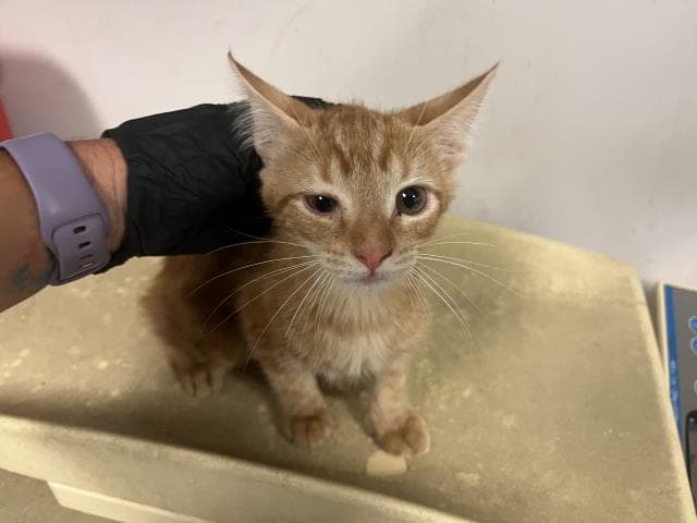Unknown - Domestic Short Hair