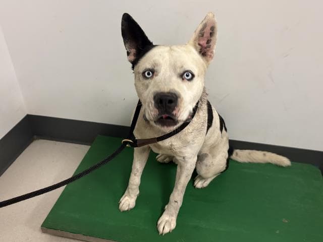 Ruger - Pit Bull Terrier