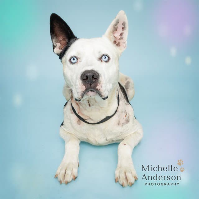 Ruger - Pit Bull Terrier