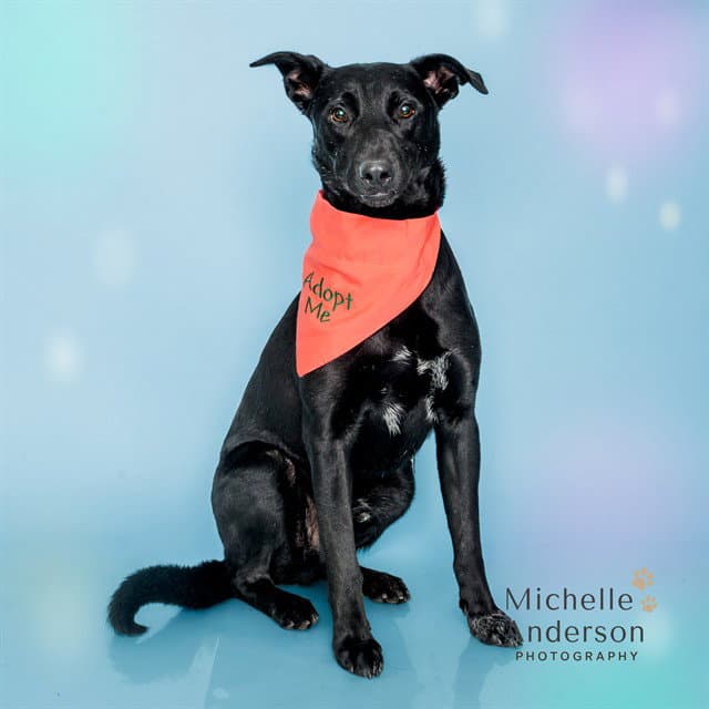 Pancake - Labrador Retriever