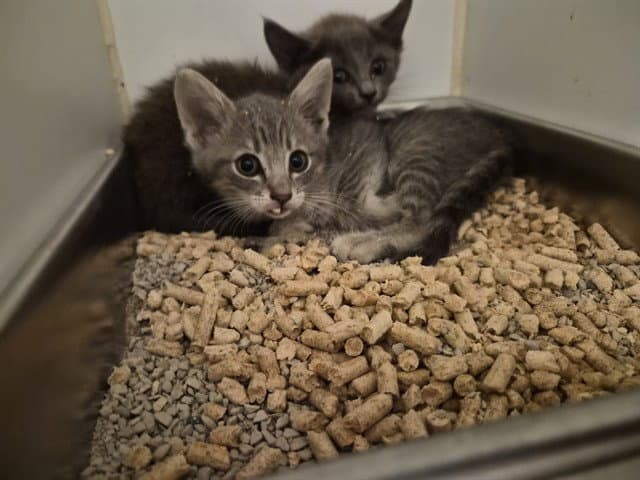 Unknown - Domestic Short Hair