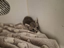 Unknown image 1