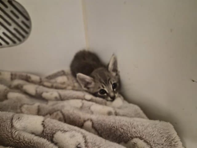 Unknown - Domestic Short Hair