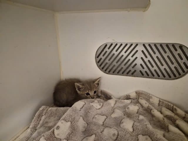 Unknown - Domestic Short Hair