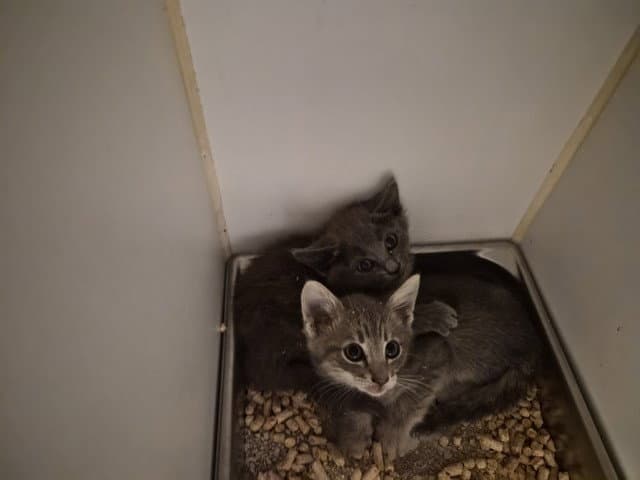Unknown - Domestic Medium Hair