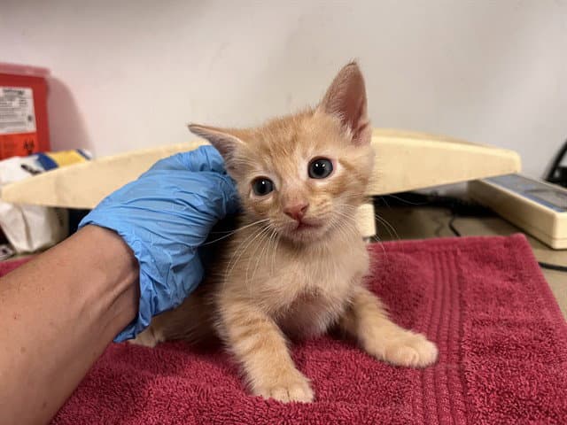 Unknown - Domestic Short Hair