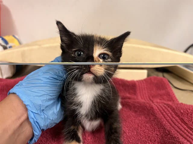 Unknown - Domestic Short Hair