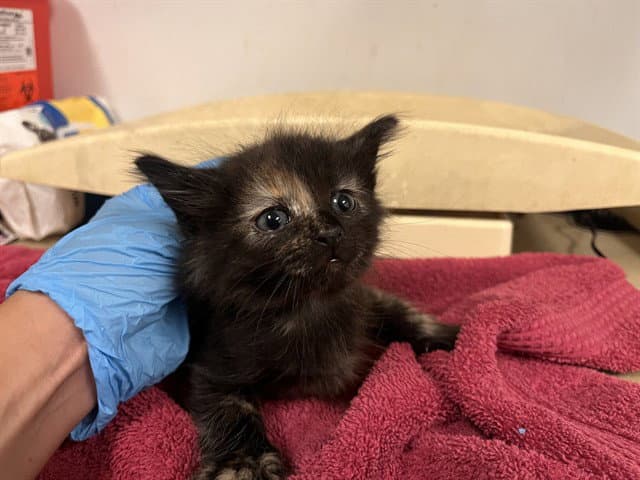 Unknown - Domestic Short Hair