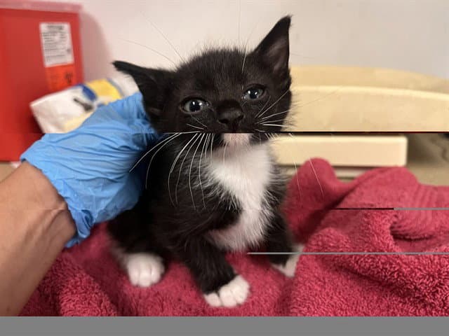Unknown - Domestic Short Hair