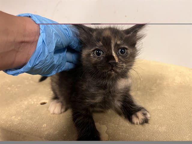 Unknown - Domestic Short Hair