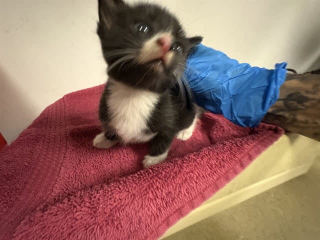 Unknown - Domestic Short Hair