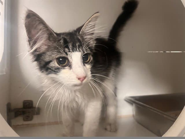 Unknown - Domestic Medium Hair