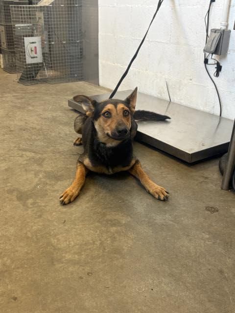 Dixie - German Shepherd Dog