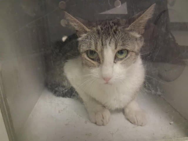 Unknown - Domestic Short Hair