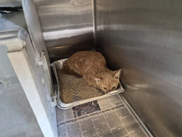 Unknown - Domestic Short Hair
