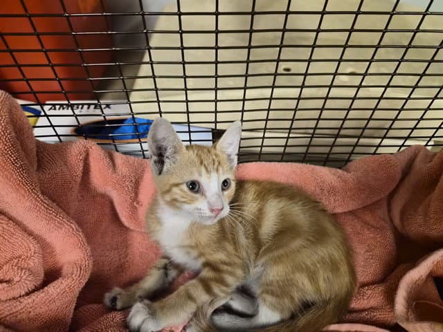 Unknown - Domestic Short Hair