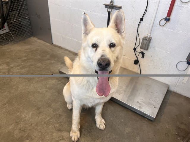 Alaska - German Shepherd Dog