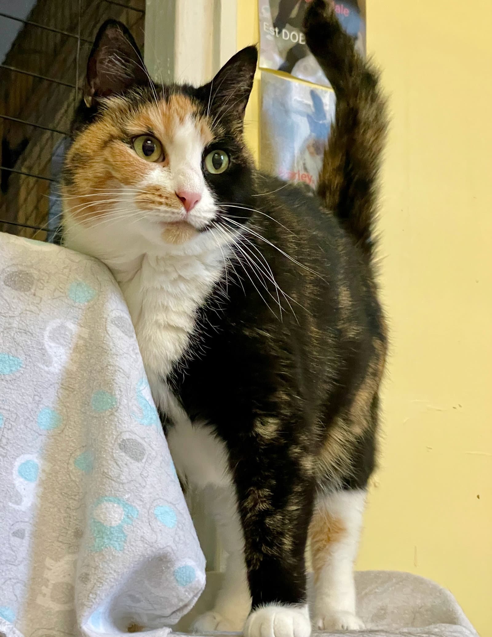 Squeaky - Calico