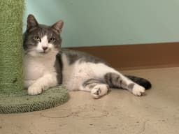 Micah image 3