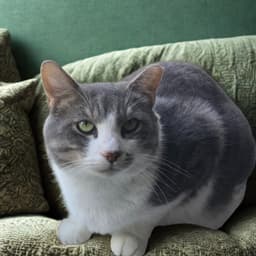 Micah image 4