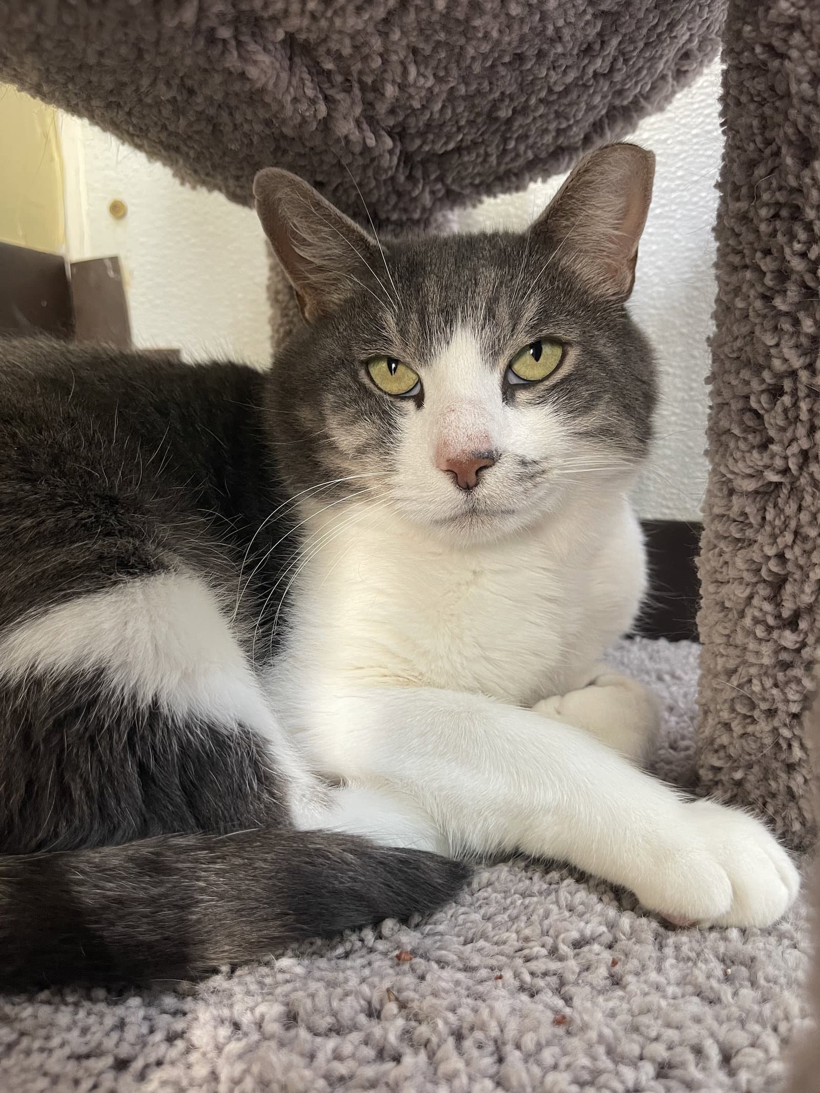 Micah - Domestic Short Hair