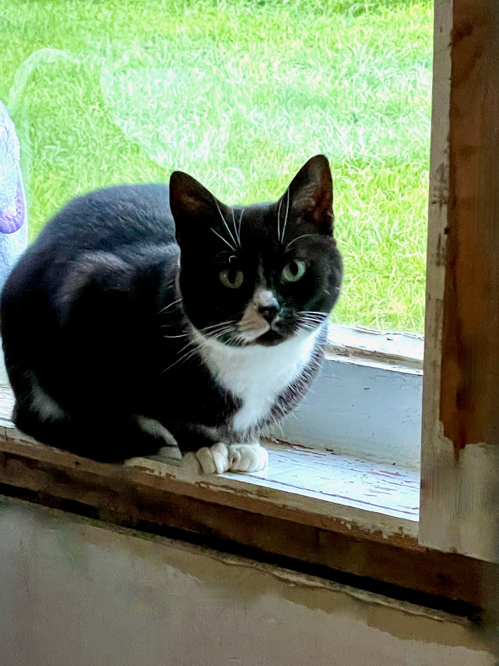 Nia - Tuxedo