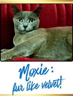 Moxie image 3