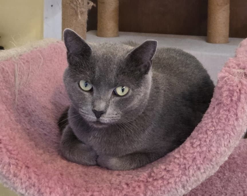 Moxie - Russian Blue