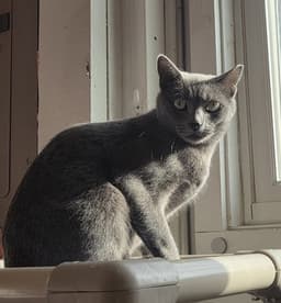 Moxie image 2