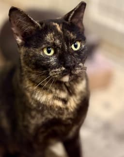 Phoebe image 4