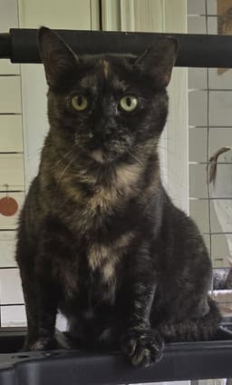 Phoebe image 1