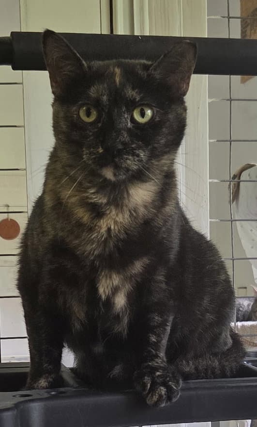Phoebe - Tortoiseshell