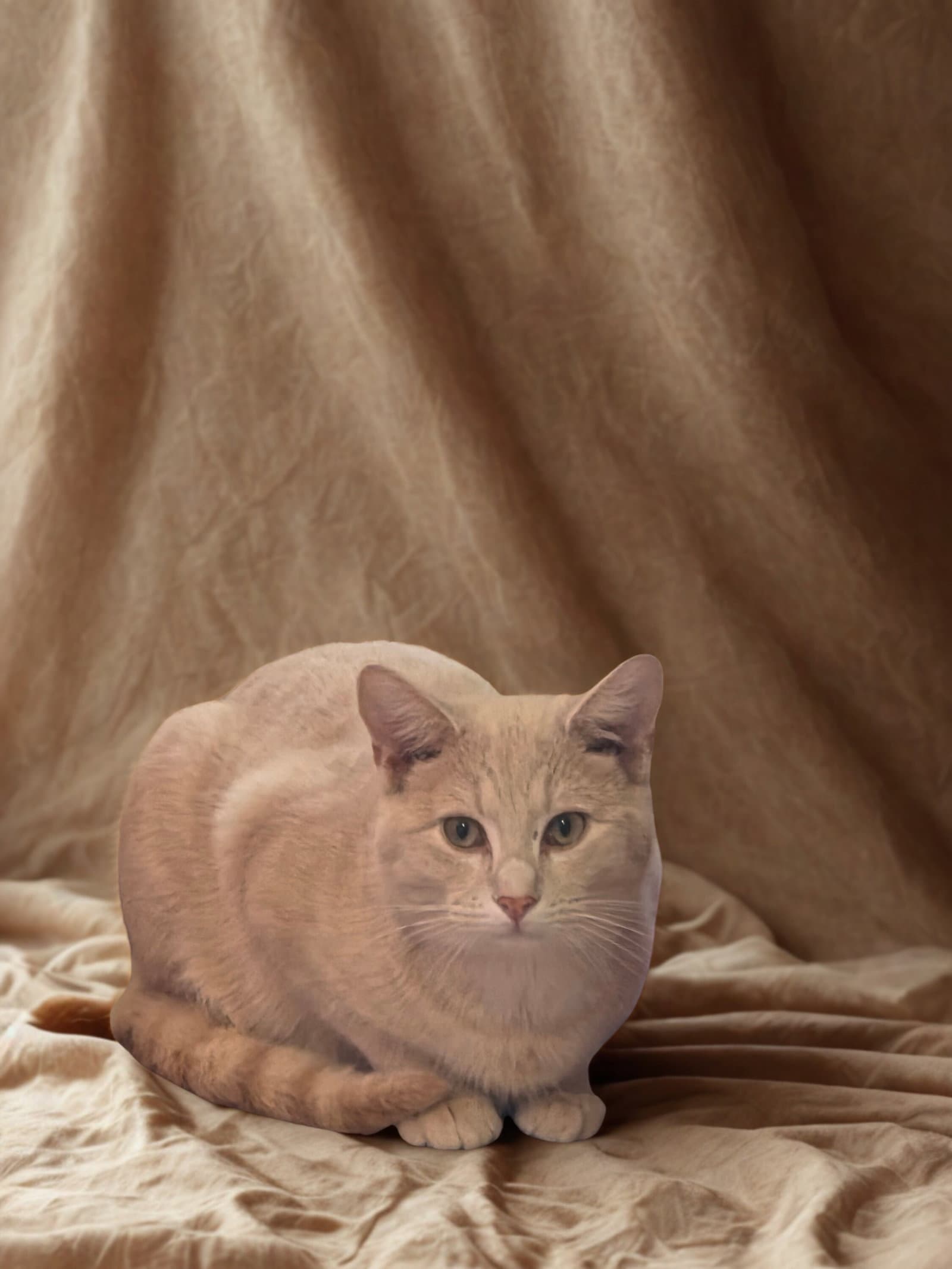 Taz - Tabby